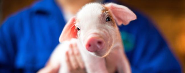 Farm Animal Health Zoetis Ug